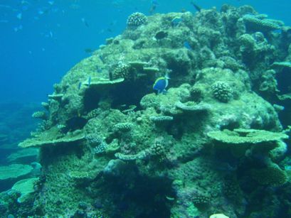 離島で素潜り 塊サンゴは魚の宝庫
